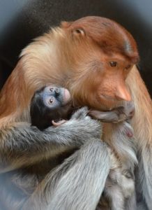 ブサイクな生き物ランキング 意外と可愛い動物も Stock